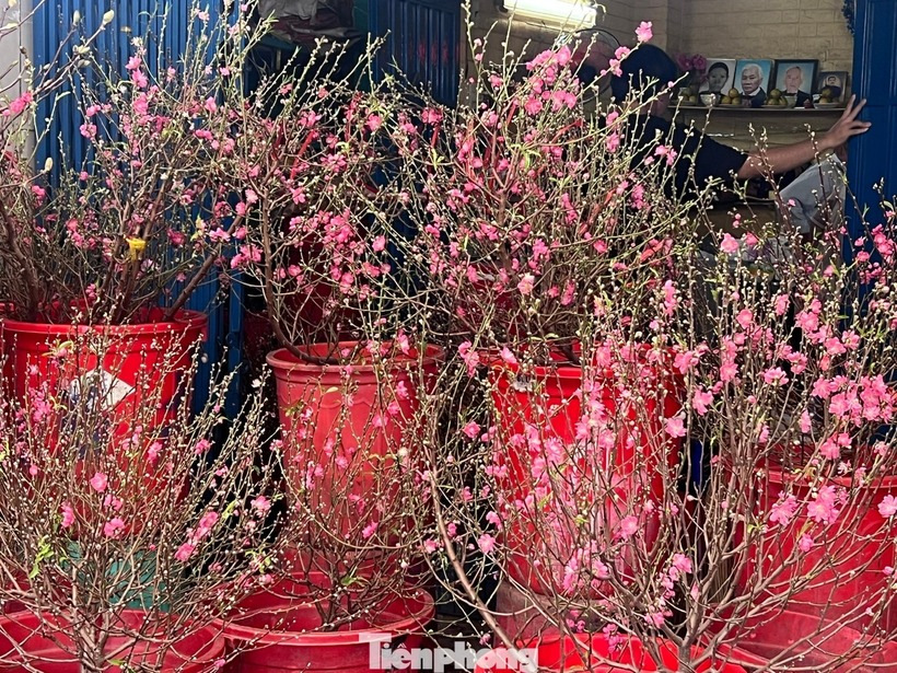 Những ngày cận Tết Nguyên đán, TP. HCM se lạnh vào sáng sớm và chiều tối. Nhiệt độ đầu tháng 1 có thời điểm xuống dưới 20 độ C, mức lạnh kỷ lục trong nhiều năm, khiến đào và tuyết mai, hai loại hoa vốn kén khí hậu, bung nụ sớm và xuất hiện trên thị trường trước Tết 3-4 tuần.