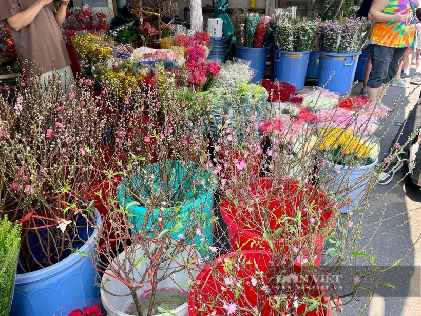 Không chỉ có đào, những loại hoa chơi Tết khác như mận Tây Bắc, tuyết mai cũng có giá rất mềm. Như tuyết mai chỉ 80.000 đồng/bó, mận Tây Bắc giá 180.000 đồng/10 cành.