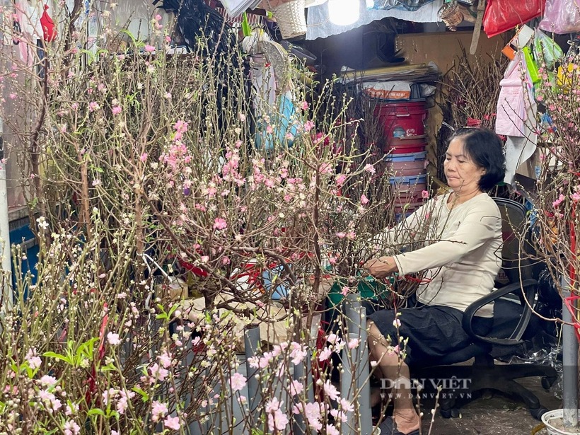 "Tôi rất thích cắm bình hoa mận Tây Bắc trong nhà. Chỉ cần cắm nước là hoa nở rộ trắng nguyên cành, hương thoang thoảng rất dễ chịu. Các năm trước, đây là hàng hiếm chỉ có mỗi dịp Tết nhưng năm nay hầu hết các tiệm hoa đều nhập mận Tây Bắc về phục vụ người chơi hoa, giá mềm và dễ mua" - chị Lý (ngụ phường Gia Định) bộc bạch trên Tiền Phong.