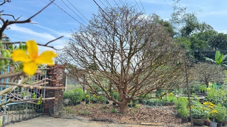 Cây mai vàng này được cho là có tuổi đời 70 năm