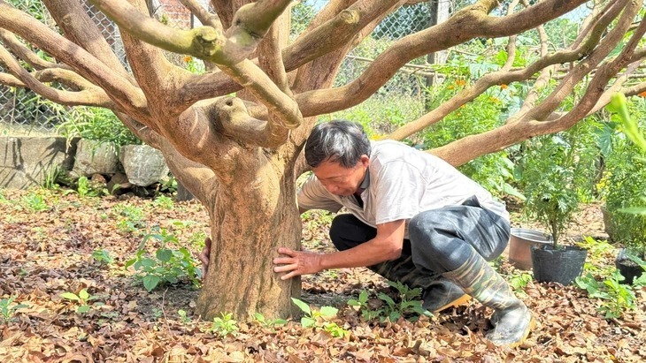 Cội mai vàng nhà ông Tân có hoành thân hơn 1 mét