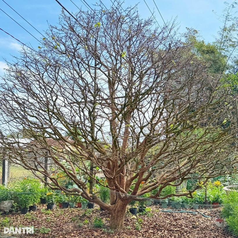 Cây mai vàng 70 năm tuổi ở Quảng Ngãi cao khoảng 5m, phần gốc có chu vi hơn 1m được chủ nhân định giá 3,5 tỷ đồng.