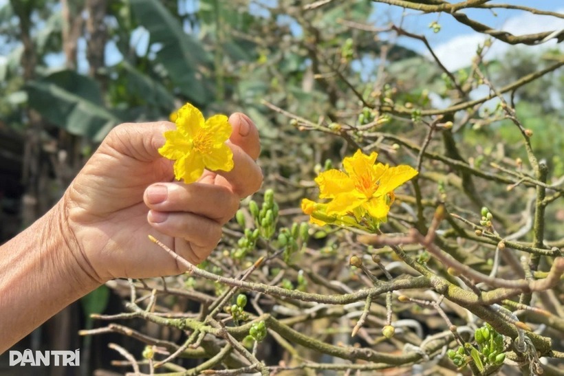 Ngắm cội mai vàng 70 năm tuổi ở Quảng Ngãi, được định giá 3,5 tỷ đồng - 4