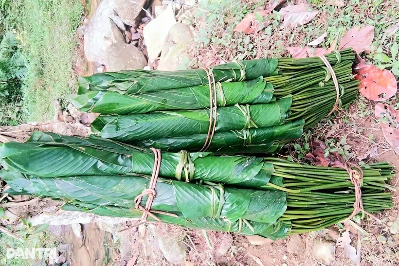 Từ vùng cao, lá dong rừng được thương lái vận chuyển về cung cấp cho các cơ sở làm bánh chưng. Ảnh: Dân trí