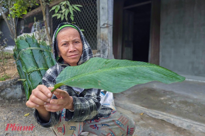 Mỗi ngày vào rừng, bà Lim cắt được khoảng 700 lá dong. Ảnh: Phụ nữ TP.HCM