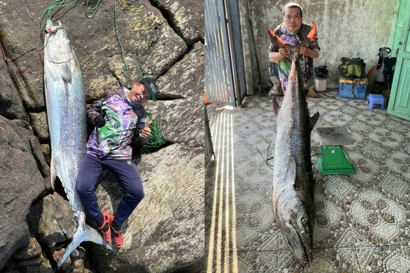 Con cá thu được ông Hải câu được nặng tới 63kg. Ảnh: Dân Trí