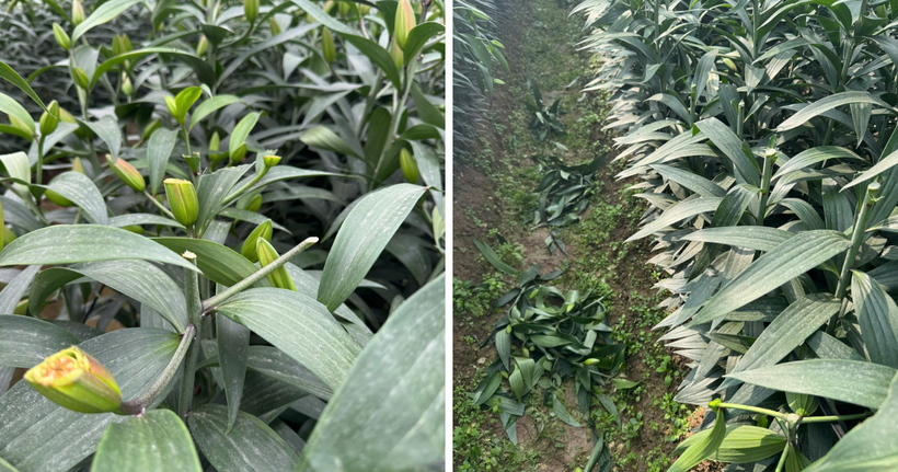 Các luống hoa ly tới độ thu hoạch bị kẻ xấu chặt nham nhở. (Ảnh: NDCC)