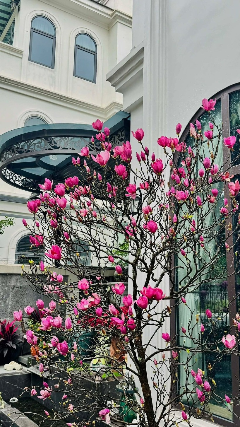 Hoa mộc lan với màu hồng tím đậm bắt mắt, dễ cắm, bền... là những điểm cộng khiến sản phẩm này gây sốt trên thị trường Tết dịp gần đây. Nhiều người không ngại chi tiền triệu để mang về một cành ưng ý.