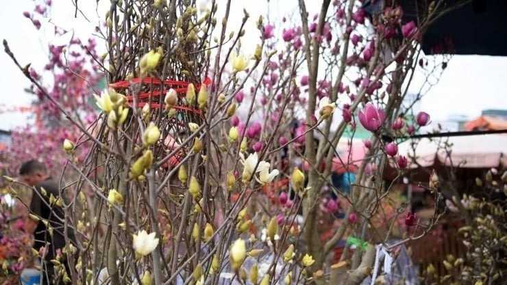 Tại Hà Nội và TP.HCM, hoa mộc lan (Magnolia) đang trở thành lựa chọn chơi hoa Tết của một bộ phận không nhỏ người tiêu dùng. Từng được biết đến chủ yếu dưới dạng hoa lụa, khoảng ba năm trở lại đây, mộc lan tươi cắt cành bắt đầu xuất hiện nhiều ở thị trường hoa Tết Việt Nam, mở ra một trào lưu mới mẻ.