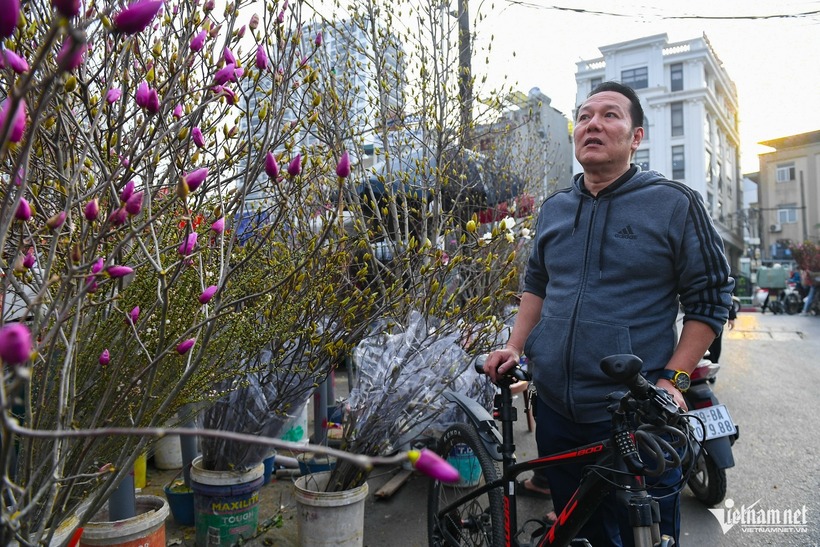 Mộc lan có nguồn gốc từ Đông Á và Bắc Mỹ, từ lâu đã được ưa chuộng tại nhiều quốc gia nhờ vẻ đẹp thanh cao, quý phái. Hoa có màu trắng, hồng hoặc tím, cánh dày, lớn, nụ mập và hương thơm nhẹ, không gắt. Chính nét đẹp tinh giản này khiến mộc lan nhanh chóng ghi điểm trong bối cảnh nhiều người có xu hướng tìm về lối sống tối giản, đề cao sự tĩnh tại trong những ngày đầu năm.