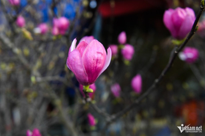 Dù mức giá không hề dễ chịu và tỷ lệ nở hoa phụ thuộc nhiều vào chất lượng cành cũng như kỹ thuật chăm sóc, mộc lan vẫn tạo nên sức hút khó cưỡng. Với nhiều người, rước được một cành mộc lan “khủng” vào phòng khách không chỉ là thú chơi hoa mà còn là cách thể hiện gu thẩm mỹ tinh tế, mong cầu một khởi đầu nhẹ nhàng, thanh cao cho năm mới.