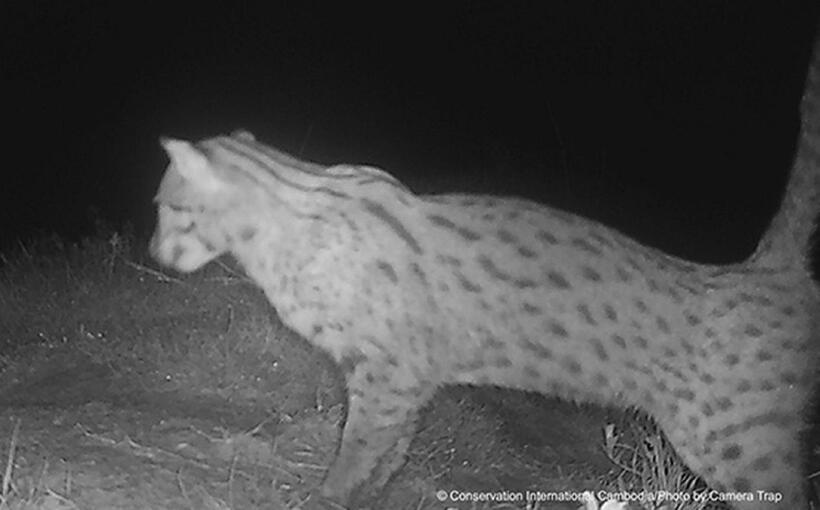 Sau hơn 10 năm kiên trì bảo tồn, loài mèo cá cực kỳ quý hiếm cuối cùng đã được ghi nhận trở lại tại các khu rừng ngập mặn quanh hồ Tonle Sap, Campuchia. Ảnh: &nbsp;Tổ chức Bảo tồn quốc tế Campuchia.