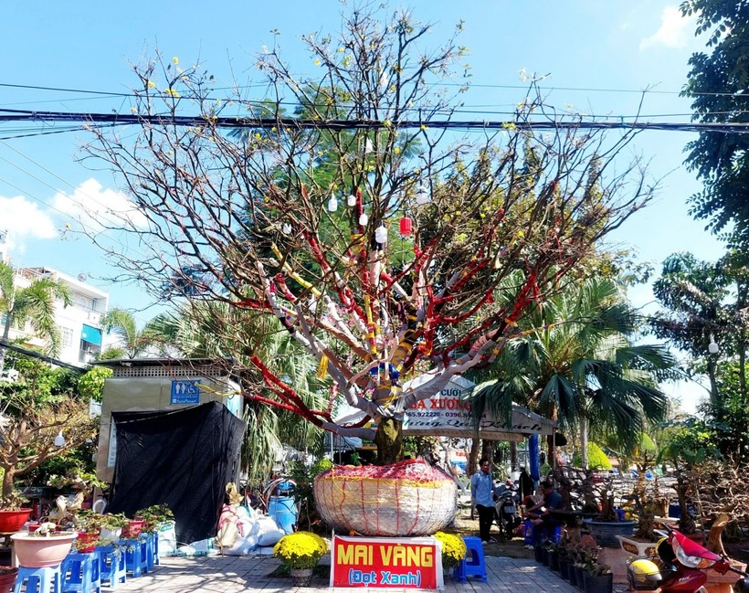 Chiêm ngưỡng “cụ” mai vàng 100 tuổi giá 3,7 tỷ đồng ở An Giang, chủ nhân tiết lộ điều bất ngờ - 1