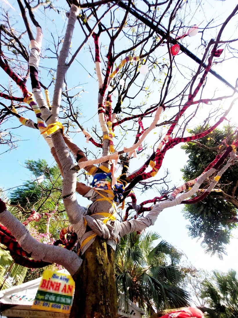 Chiêm ngưỡng “cụ” mai vàng 100 tuổi giá 3,7 tỷ đồng ở An Giang, chủ nhân tiết lộ điều bất ngờ - 2