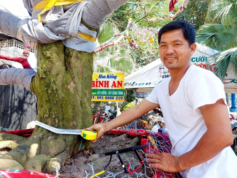 Chiêm ngưỡng “cụ” mai vàng 100 tuổi giá 3,7 tỷ đồng ở An Giang, chủ nhân tiết lộ điều bất ngờ - 3