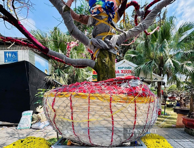 Chiêm ngưỡng “cụ” mai vàng 100 tuổi giá 3,7 tỷ đồng ở An Giang, chủ nhân tiết lộ điều bất ngờ - 5