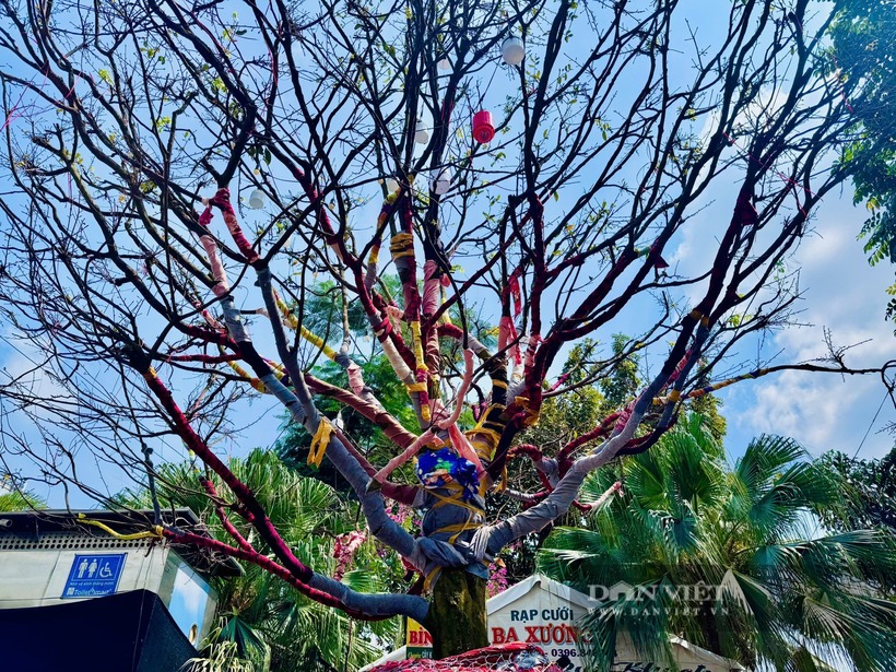 Chiêm ngưỡng “cụ” mai vàng 100 tuổi giá 3,7 tỷ đồng ở An Giang, chủ nhân tiết lộ điều bất ngờ - 4