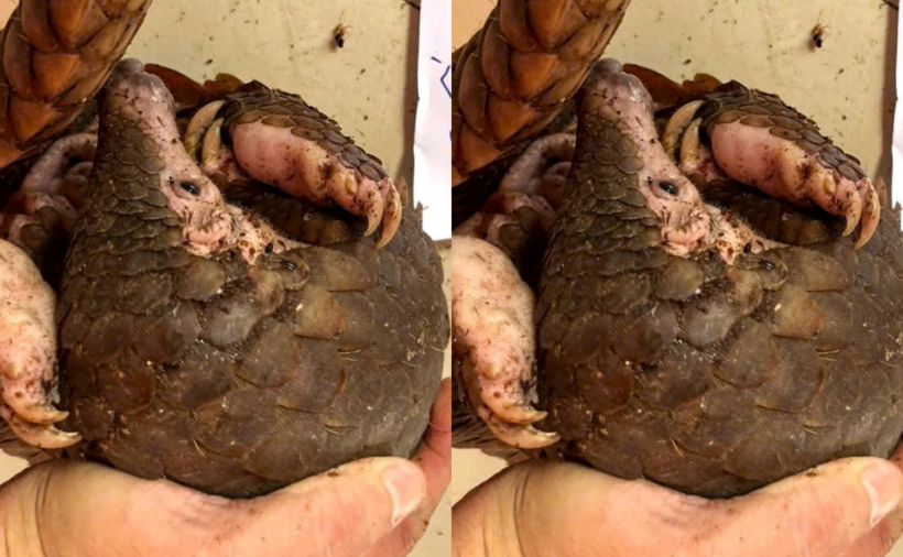 Cá thể tê tê được phát hiện tại nhà đối tượng. (Ảnh: Công an tỉnh Khánh Hòa)