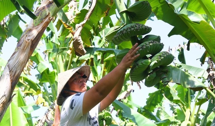 Những ngày này, tại vườn chuối có hình dáng bàn tay cầu nguyện hay còn được gọi là chuối bàn tay Phật của anh Trương Hoàn Thiện ở ấp Tân Yên, xã Gia Kiệm (tỉnh Đồng Nai) chuẩn bị vào mùa thu hoạch Tết.