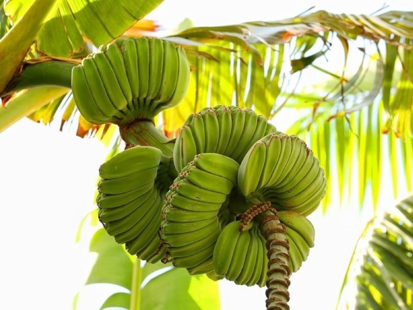 Không chỉ gây ấn tượng bởi hình dáng đặc biệt, loại chuối này còn được nhiều người ưa chuộng nhờ ý nghĩa may mắn, tâm linh, tượng trưng cho sự bình an, sung túc. Vì vậy, mỗi dịp Tết đến, chuối bàn tay Phật thường được tìm mua để trưng bày, đặt mâm ngũ quả đầu năm.