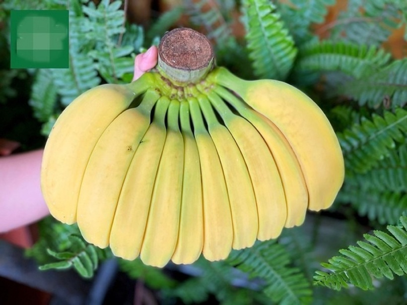 Chuối bàn tay Phật có thời gian sinh trưởng tương đương nhiều giống chuối khác, song khâu chăm sóc đòi hỏi sự tỉ mỉ hơn. Trong quá trình cây ra buồng, người trồng phải theo dõi sát sao để các nải chuối phát triển đều, không bị gãy, cong lệch, đáp ứng nhu cầu trưng bày dịp tết Nguyên đán.