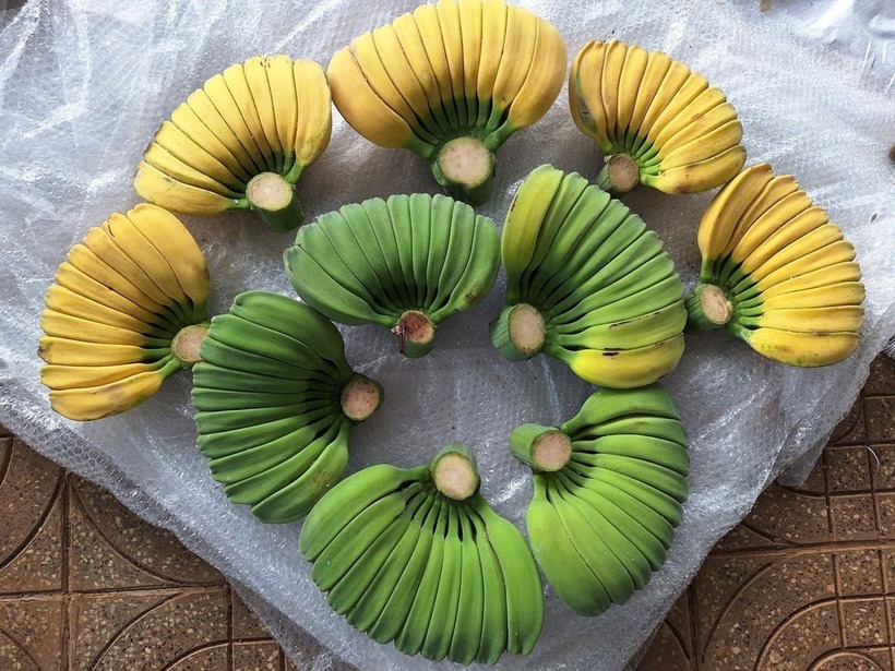 Mỗi dịp Tết đến, chuối bàn tay Phật thường được tìm mua để trưng bày, đặt mâm ngũ quả. Trên thị trường, chuối bàn tay Phật có giá cao hơn so với chuối thường, dao động từ 79.000 - 100.000 đồng/kg, tùy loại.