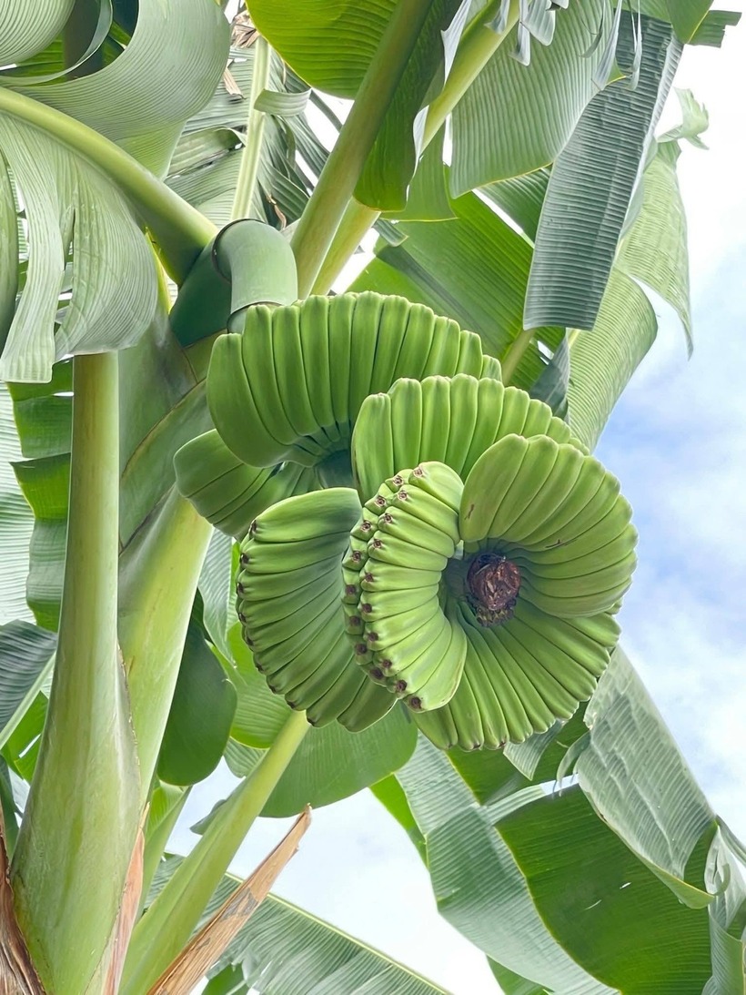 Khách hàng liên hệ vườn chuối của anh Thiện chủ yếu đến từ Tp.HCM và Hà Nội, đa phần đặt hàng từ sớm để kịp phục vụ thị trường Tết. Ngoài ra, nhiều thương lái, cửa hàng trái cây tại Đồng Nai, sau khi biết đến giống chuối này, cũng chủ động liên hệ hỏi mua. Theo một số thương lái trái cây tại Đồng Nai, xu hướng người dân tìm mua các loại trái cây có hình dáng lạ, mang ý nghĩa để trưng bày dịp Tết ngày càng phổ biến. Bên cạnh những loại quả quen thuộc, các sản phẩm nông nghiệp độc đáo, khác biệt như chuối bàn tay Phật đang gây "sốt" trên thị trường.