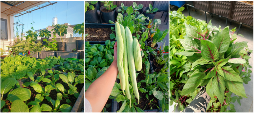 Rau củ trên sân thượng công ty anh Phúc