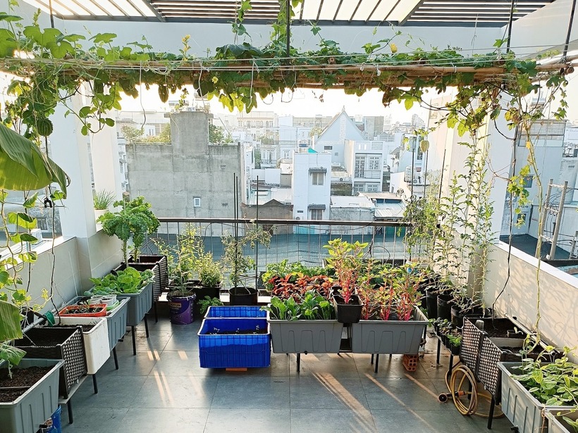 Khu vườn trên tầng thượng của anh Phúc.