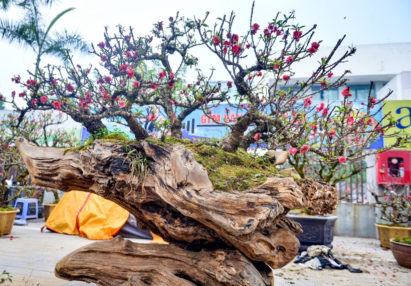 Chiêm ngưỡng cặp đào thất thốn cho thuê giá 400 triệu đồng chơi Tết - 5