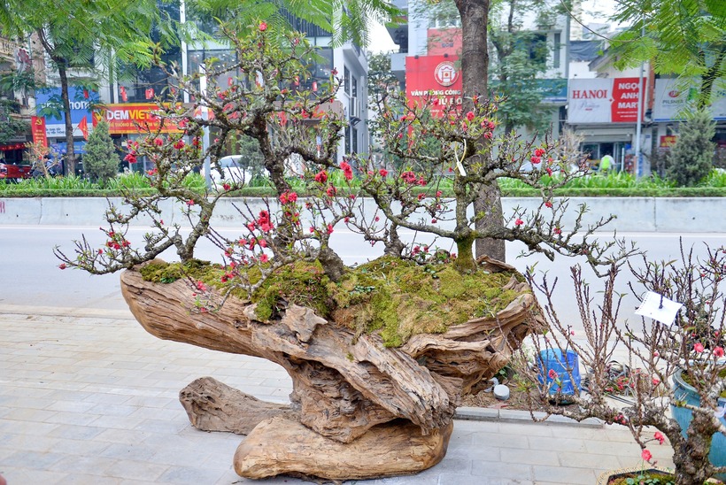 Chiêm ngưỡng cặp đào thất thốn cho thuê giá 400 triệu đồng chơi Tết - 6