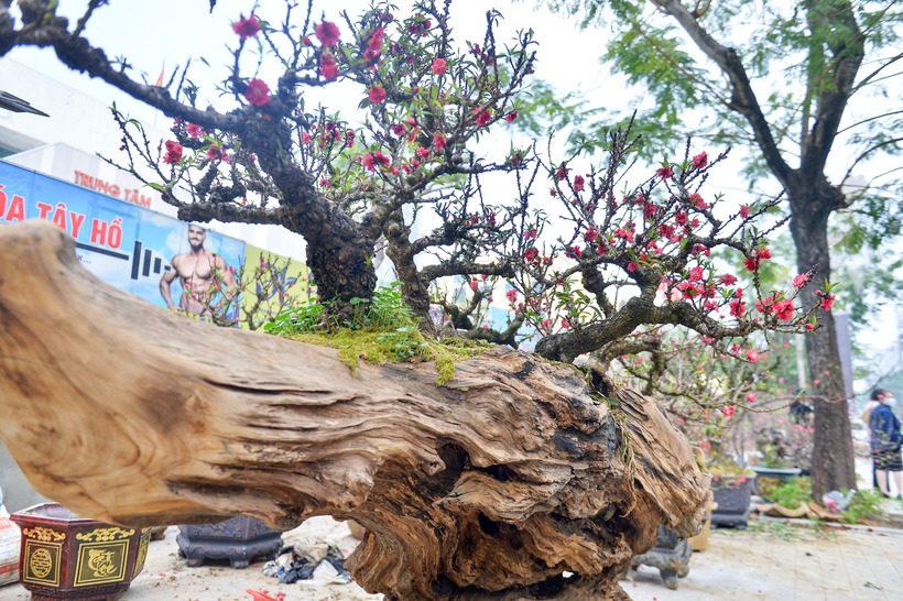 Chiêm ngưỡng cặp đào thất thốn cho thuê giá 400 triệu đồng chơi Tết - 2