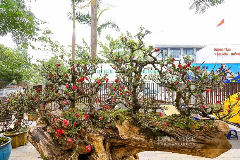 Chiêm ngưỡng cặp đào thất thốn cho thuê giá 400 triệu đồng chơi Tết - 3