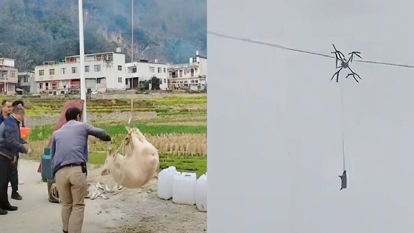 Dùng drone vận chuyển lợn ăn Tết, người đàn ông làm cả làng mất điện suốt 10 giờ. Ảnh: HK01.