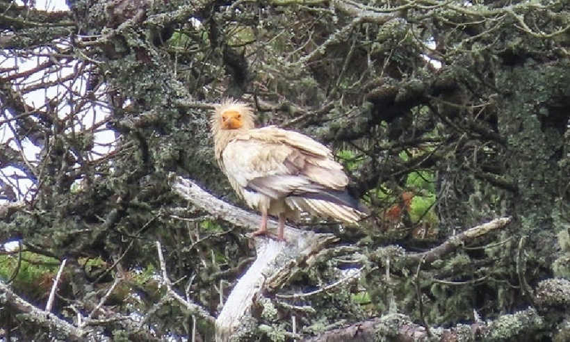 Kền kền Ai Cập xuất hiện ở Anh năm 2021. Ảnh: Will Wagstaff.