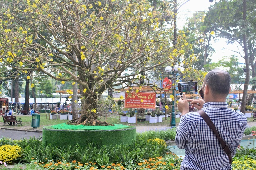 Vì sao cây mai cổ "Tiên lão giáng trần" có giá hơn 10 tỷ nhưng chủ nhân "quyết" không bán? - 2