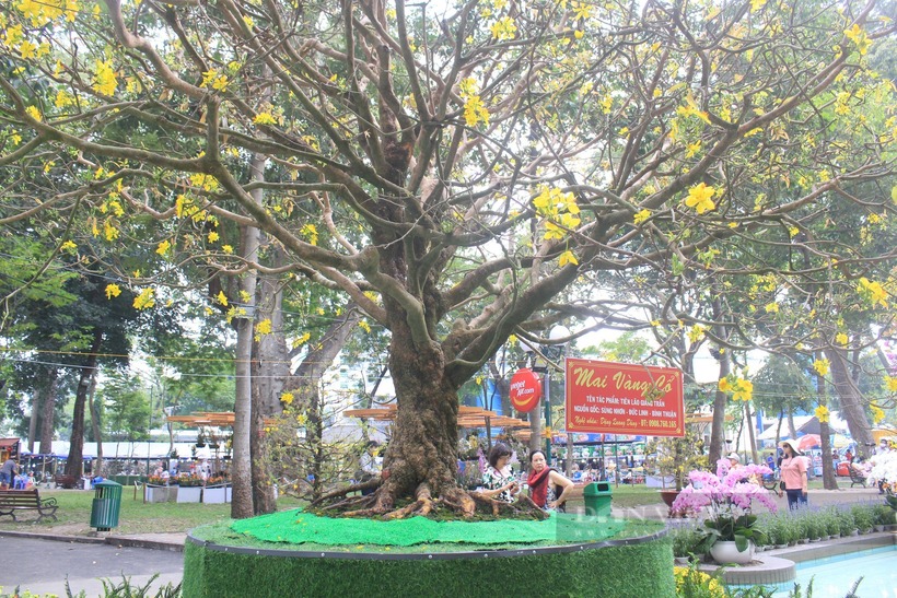 Hình ảnh cây mai cổ được trưng bày tại Công viên Tao Đàn năm 2022. Ảnh: Dân Việt