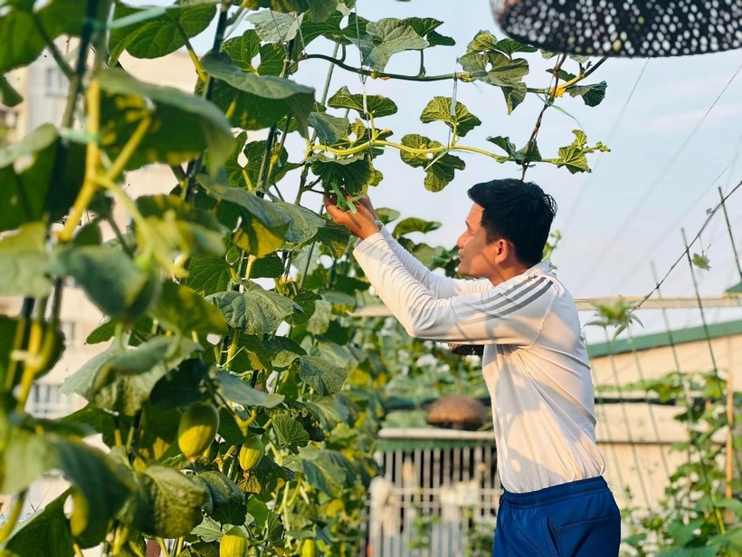 Chàng trai Hà Nội biến sân thượng 200m2 thành "nông trại" xanh mướt giữa lòng thành phố