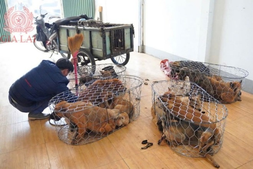 Số chó bị trộm thời gian gần đây. Ảnh:&nbsp; Công an tỉnh Gia Lai