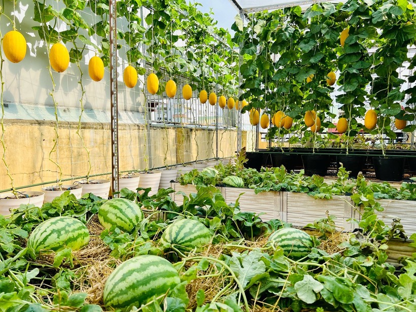 Ngưỡng mộ nữ 8X biến sân thượng 50m2 thành vườn dưa trĩu quả, thu hoạch hơn 2 tạ mỗi vụ - 2