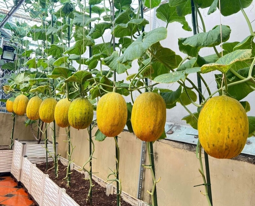 Ngưỡng mộ nữ 8X biến sân thượng 50m2 thành vườn dưa trĩu quả, thu hoạch hơn 2 tạ mỗi vụ - 3