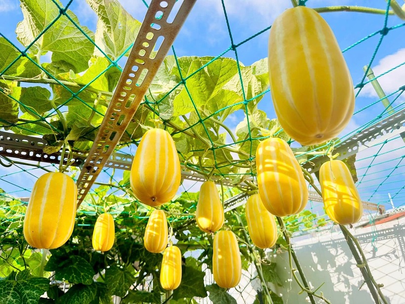 Ngưỡng mộ nữ 8X biến sân thượng 50m2 thành vườn dưa trĩu quả, thu hoạch hơn 2 tạ mỗi vụ - 5