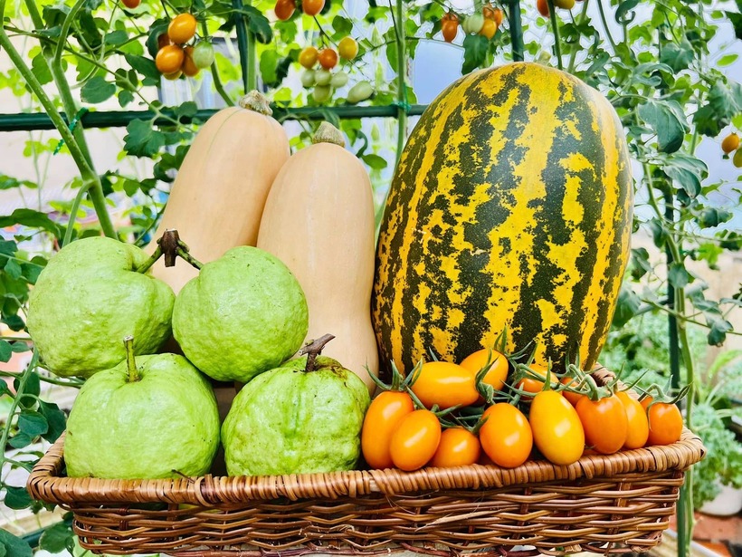 Ngoài dưa, vườn rau của chị Ngọc Anh còn đa dạng nhiều loại quả.