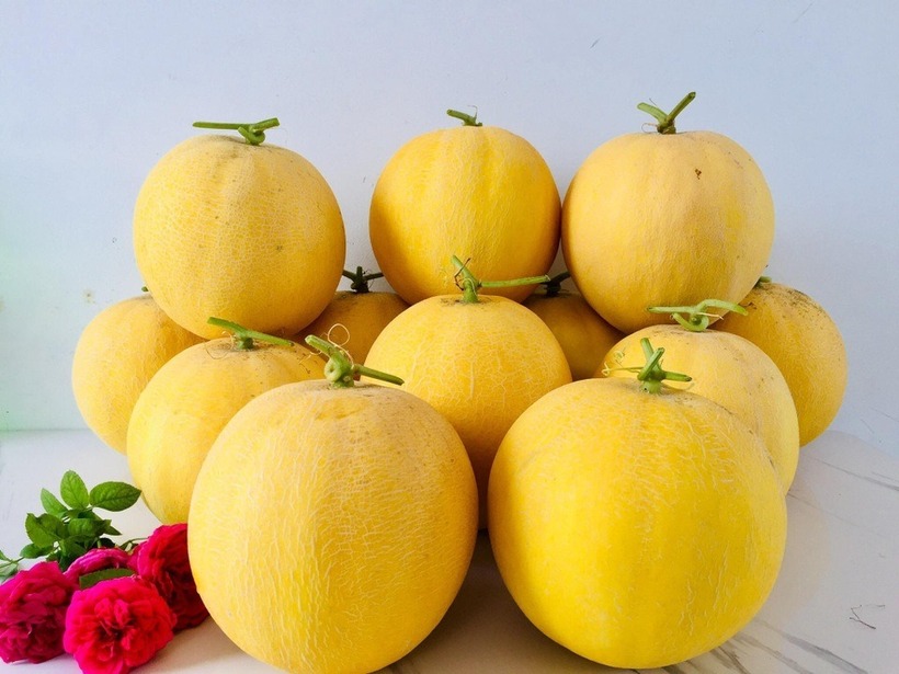 Ngưỡng mộ nữ 8X biến sân thượng 50m2 thành vườn dưa trĩu quả, thu hoạch hơn 2 tạ mỗi vụ - 1