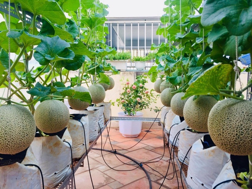 Ngưỡng mộ nữ 8X biến sân thượng 50m2 thành vườn dưa trĩu quả, thu hoạch hơn 2 tạ mỗi vụ - 4