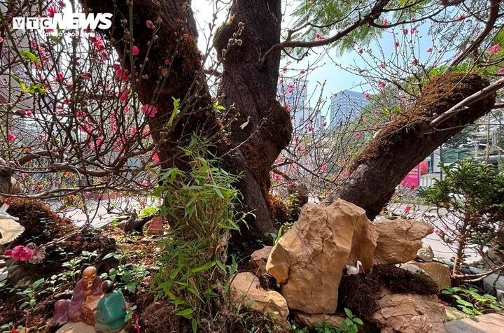 Cây đào cổ thụ này có vành gốc lên tới 200 cm, được trồng trong chậu rộng khoảng 3 m², tán xòe khoảng chừng 5 mét, vỏ cây xù xì, rêu phong bám đầy.