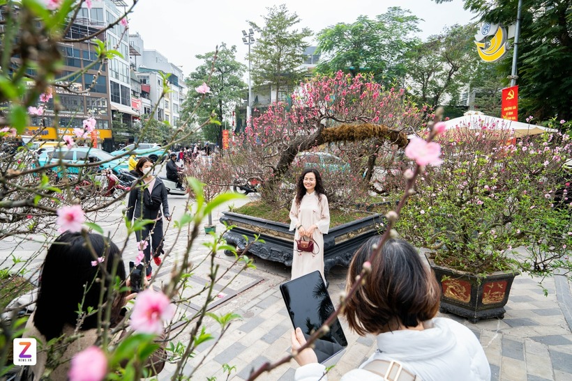 Cũng tại chợ hoa phố Lạc Long Quân, một cây đào dáng nghiêng được trưng bày nổi bật, thu hút sự chú ý của người dân qua lại.
