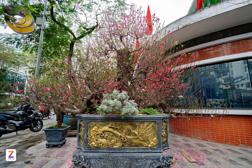 Sáng 7/2 tại chợ hoa trên phố Lạc Long Quân (phường Tây Hồ,&nbsp;Hà Nội), tiểu thương tất bật trưng bày hoa, cây cảnh phục vụ Tết. Đáng chú ý, một cây đào cổ thụ được chào cho thuê với giá 120 triệu đồng.