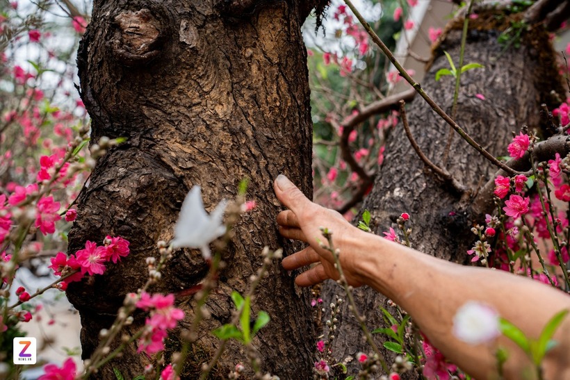 3 thân đào chính, đều có đường kính khoảng 35-40cm, bề mặt thân sần sùi, nhiều vết u sẹo thời gian. Lớp vỏ thân đào màu xám nâu xen lẫn rêu xanh. Người bán cho biết cây đã được khách đặt trước từ lâu, nhưng gần đến ngày giao hàng thì khách đổi ý chuyển sang chơi loại khác nên cây mới xuất hiện tại chợ. Nhìn ở góc nghiêng, gốc đào lộ rõ hệ rễ nổi uốn lượn vững chãi, theo VTC News.