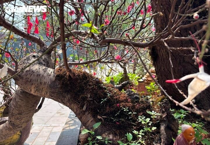 Chia sẻ trên Tạp chí Tri thức, ông Nguyễn Minh Tuấn (50 tuổi), chủ vườn đào Minh Tuấn (Nhật Tân), cho biết cây đào mang tên Ngũ Phúc Quần Thụ được ông đưa gốc từ rừng Điện Biên về chăm sóc, sau đó ghép cành đào bích.